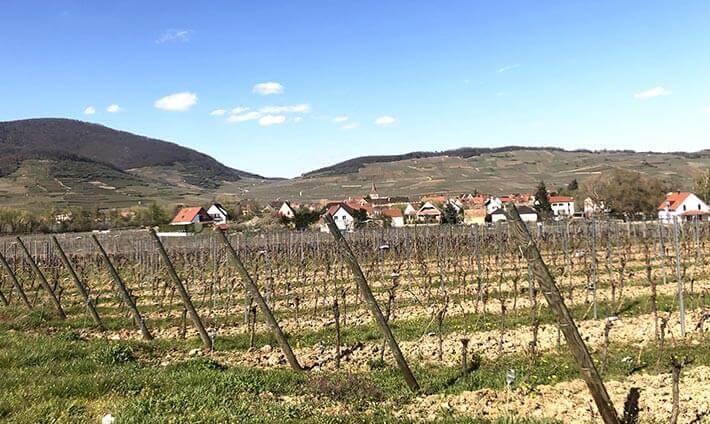 Vue du vignoble de Tempe Jessel avec les Vosges en fond