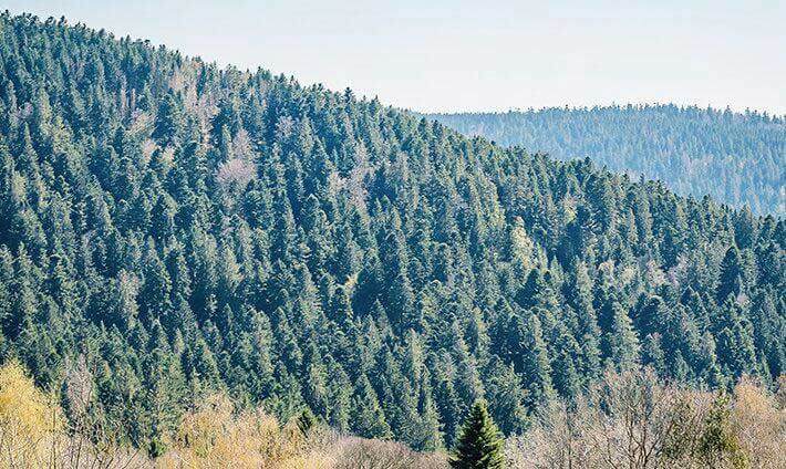 Vue sur les montagnes vosgiennes et ses sapins