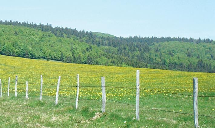 Champ et sapin sur le chemin de la balade de Nallangoutte