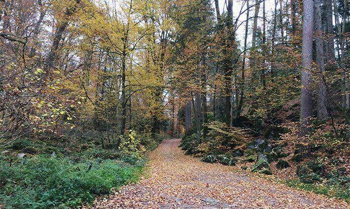 Sentier de balade au milieu de la forêt recouvert de feuilles en automne