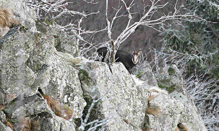 Un chamois sur falaise pierre avec des branches séchées