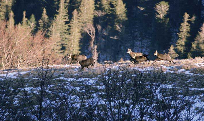 Famille de 5 chamois dans le pré au soleil couchant