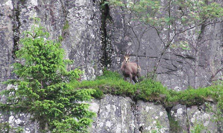 1 chamois en équilibre sur la falaise de la montagne