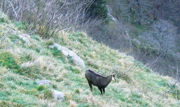 Chamois sur le versant des montagnes des Hautes-Vosges