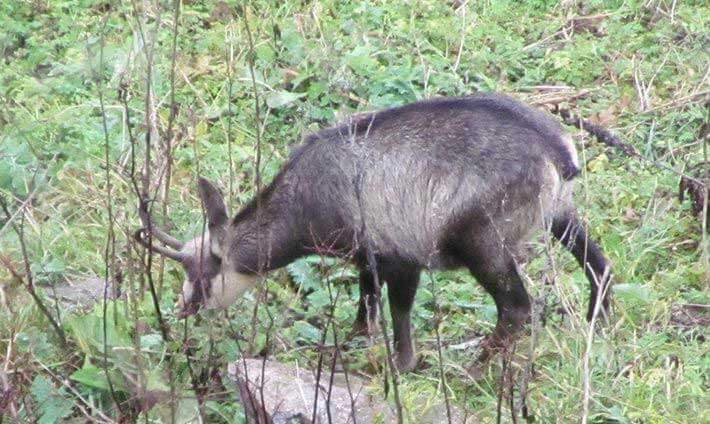 Petit du chamois qui mange de l’herbe