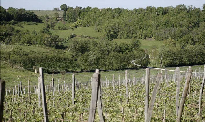 Vigne au cœur de la nature