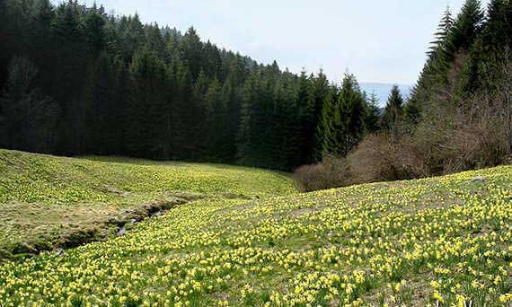 jonquilles de gerardmer