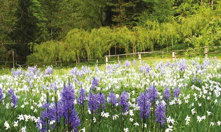 Prairie avec de grandes fleurs violettes et de petite blanches au Jardin de Berchigranges