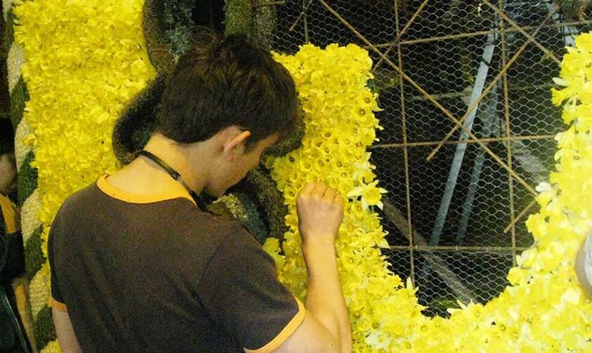 Femme qui pique les jonquilles sur un char