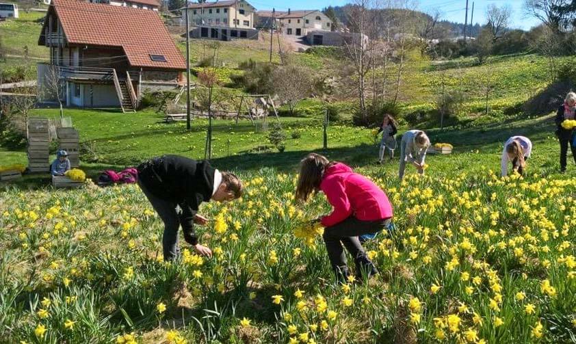 Des personnes cueillent les jonquilles dans le champs