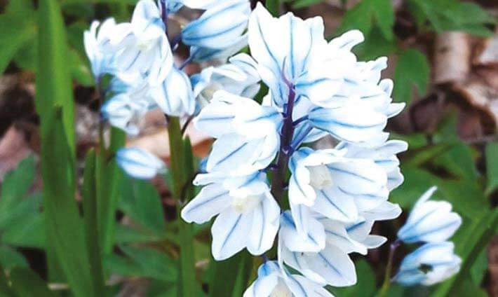 Fleurs blanches bleues au Jardin de Berchigranges
