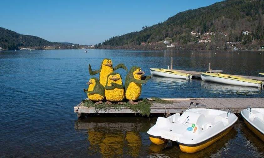 Pingouin en jonquilles sur le lac