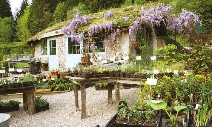 Vieux bâtiment en pierre recouvert de lilas entouré de beaucoup de verdure