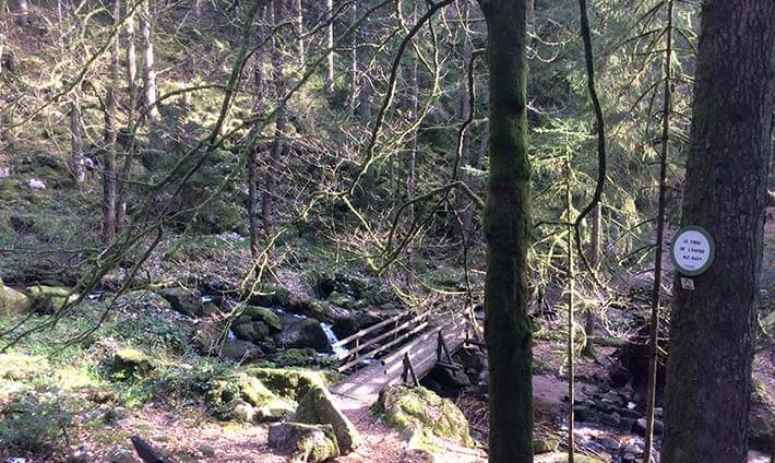 Au milieu de la forêt, une petite passerelle en bois au dessus d’un cours d’eau