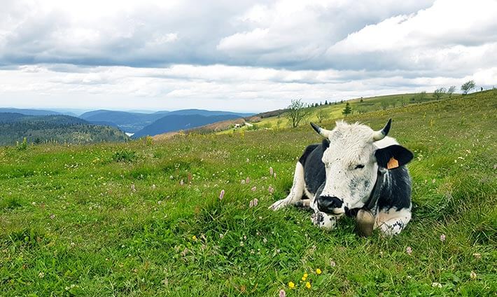 Vache de race vosgienne noir et blanc allongée dans son pré