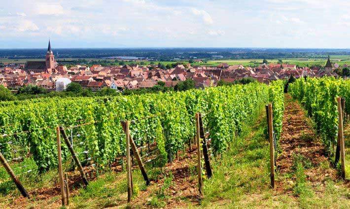 Village alsaciens au fond avec au premier plan des vignes