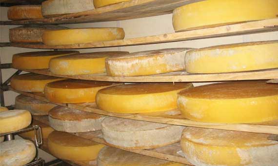 Plusieurs grands fromages ronds qui reposent sur des étagères en bois