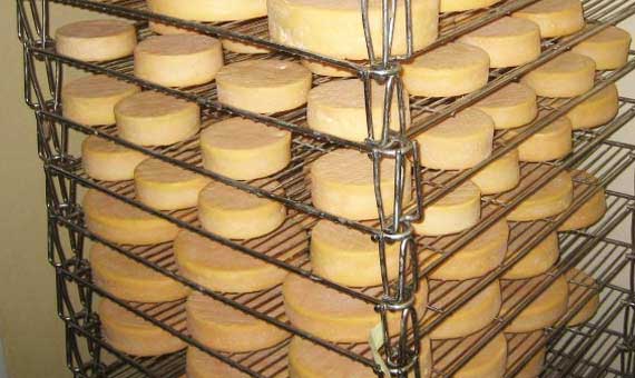 Etagère avec plusieurs Munster qui reposent