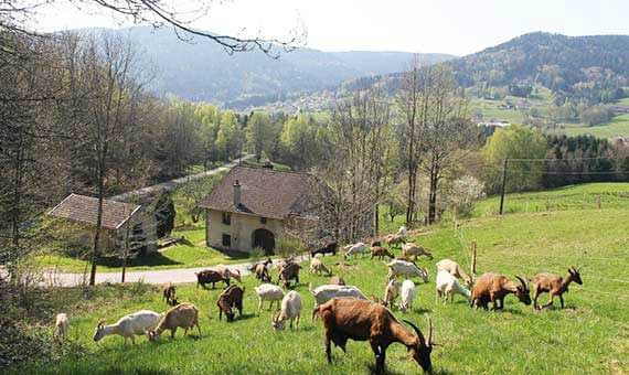 Vue du champ avec les chèvreset la fermette en fond