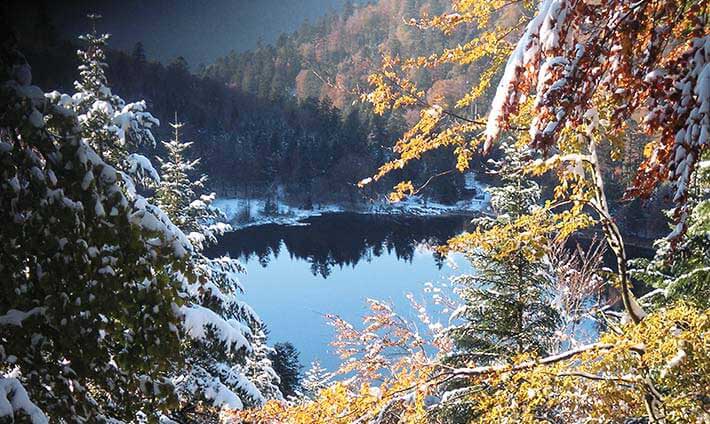 VOSGES l'appel de la forêt - Gerardmer info